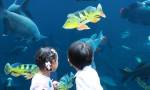 phuket aquaria 6.jpg